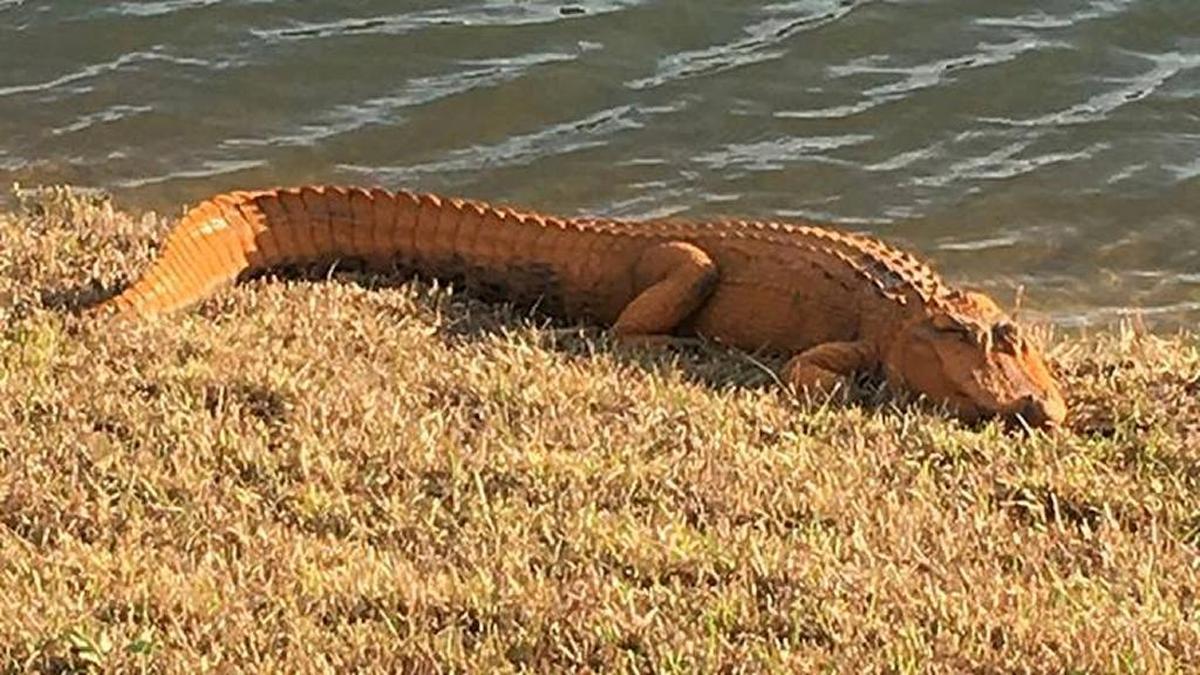 “Donny” the orange alligator pictured sunning near a pond in Calabash, N.C. in February, 2017.