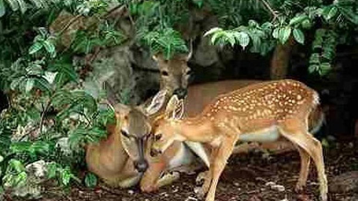 A key deer doe relaxes with her fawn on Big Pine Key in this undated photo. Federal officials are waiting to see what impact Hurricane Irma had on the endangered key deer population, which is only found in the Keys.