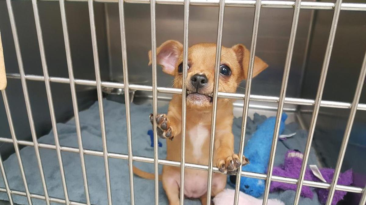A judge has ruled that Luna, the puppy of Angela and Timothy Munson of Charlotte, must stay quarantined due to possible exposure to rabies.