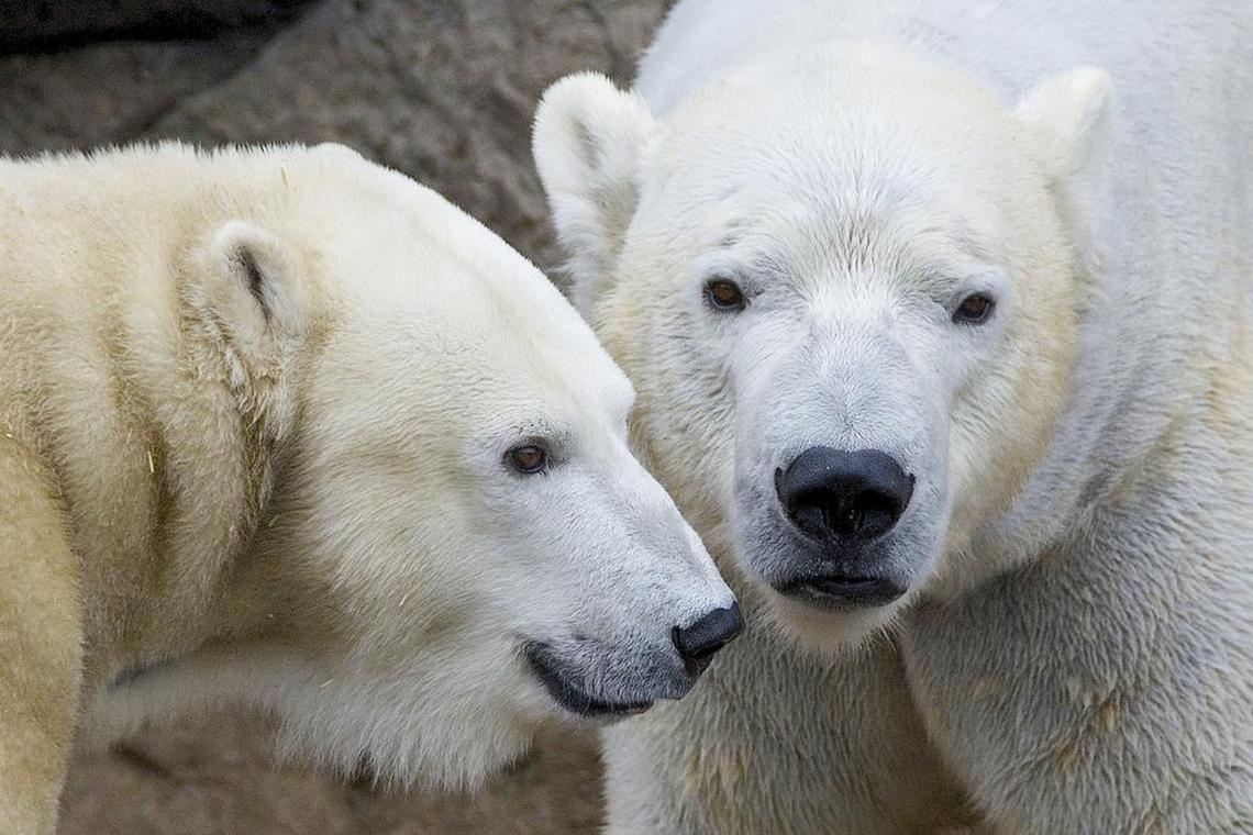 Nikita and Anana, the North Carolina Zoo’s breeding polar bear couple.