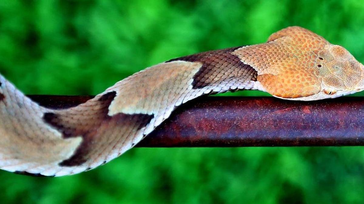 A copperhead