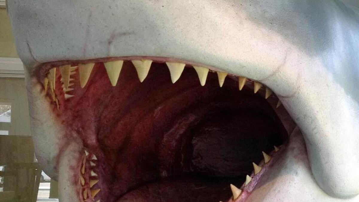 In this Wednesday, May 25, 2016 photo, a replica of the great white shark head used in the movie "Jaws" is displayed at the Atlantic White Shark Conservancy's Chatham Shark Center in Chatham, Mass. Officials and researchers from Cape Cod to the Carolinas are looking at responses ranging from the high-tech to the decidedly low-tech as they deal with a growing great white shark population.