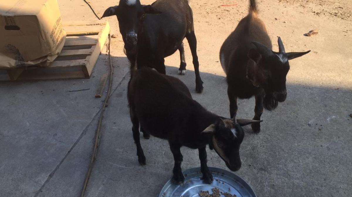 Billie Jean (front), Billy Joel (left) and Carolina eat a breakfast of grains at Carolina Morning Firewood.