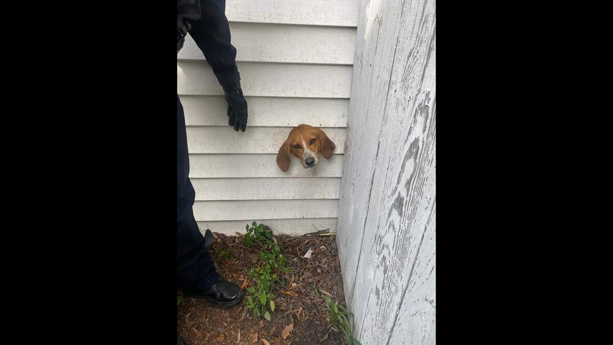 Spike the hound got himself stuck in a dryer vent at a South Carolina home and needed a rescue, Sumter police said.
