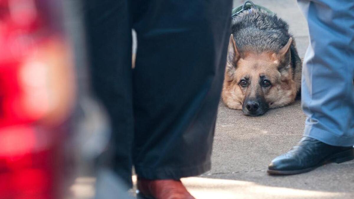 Coral, the K-9 partner of Jim Osorio, director of k-9 services for the National Dangerous Animal Task Force DFW Metroplex Field Office, lies on the ground during the memorial service for Smith County K-9 officer Ogar Saturday, Jan. 23, 2016, held at First Baptist Church in Lindale, Texas. K-9 officer Ogar was slain while chasing a suspect after a traffic stop Tuesday Jan. 19. Ogar had been with Smith County Constable Kevin Petty for a little more than a year.