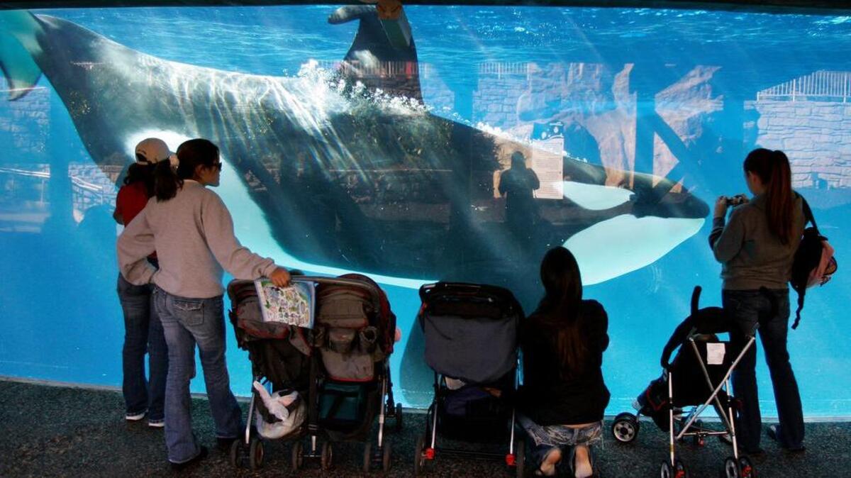 FILE - In this Nov. 30, 2006, file photo, people watch through glass as a killer whale swims by in a display tank at SeaWorld in San Diego. SeaWorld filed a lawsuit Tuesday, Dec. 29, 2015, challenging a California commission’s ruling that bans the company from breeding captive killer whales at its San Diego park.