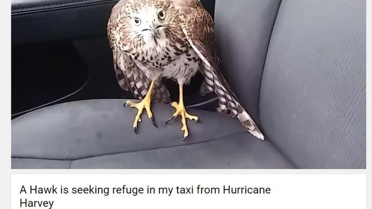 Screenshot of Sgt. Hurricane Harvey the Hawk.