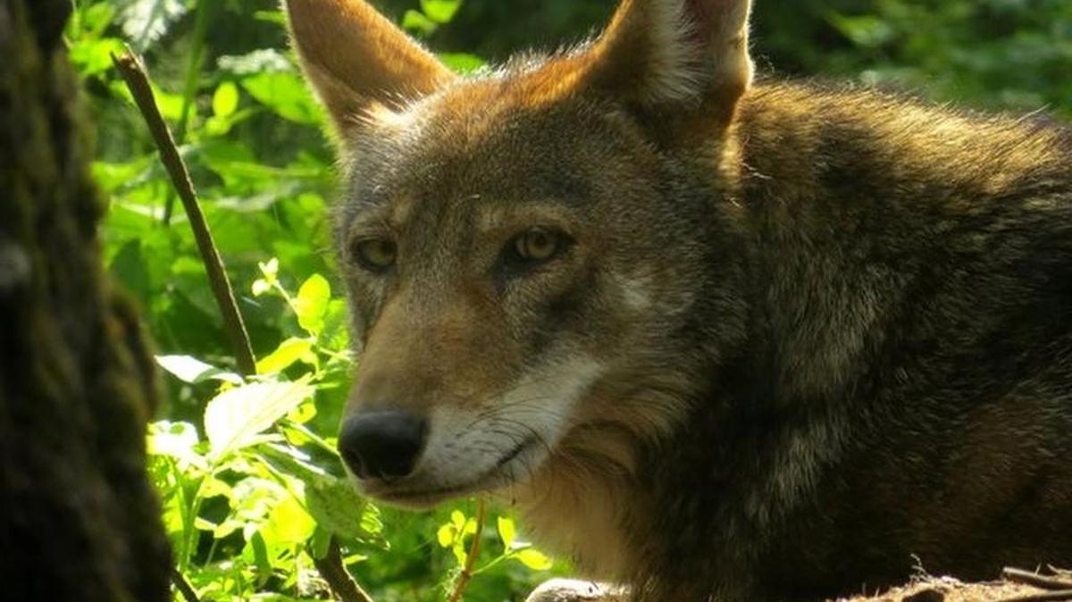The red wolf was designated an endangered species in 1967, and shortly thereafter the U.S. Fish and Wildlife Service initiated efforts to conserve the species.