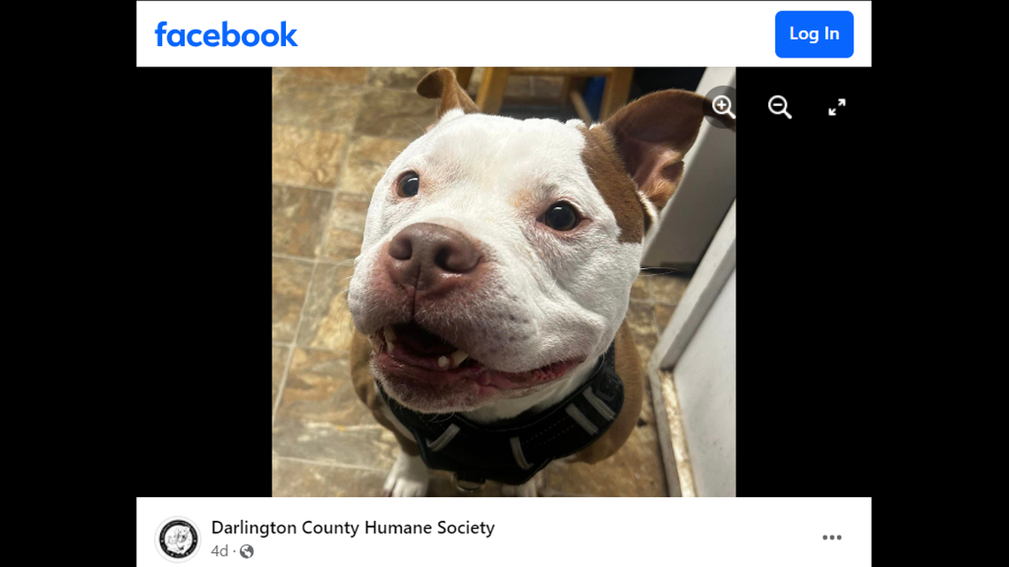 Bentley is a “very special boy” with specific dietary needs, the South Carolina shelter said.