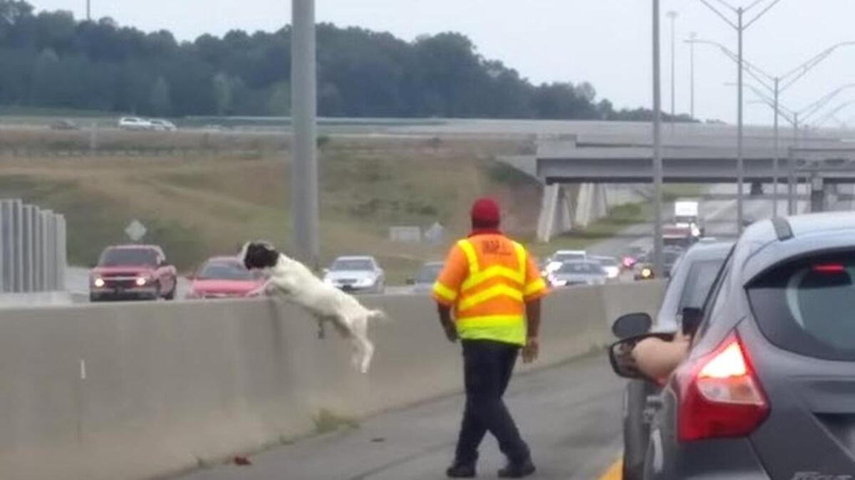 
A goat jumps the median on I-85 in north Charlotte on Thursday as officers attempt to capture it.
