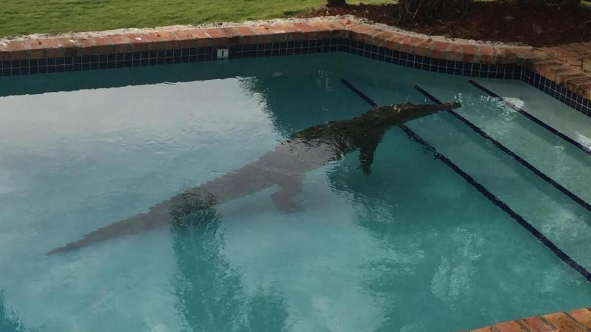 A crocodile was found in a Keys pool Thursday morning.