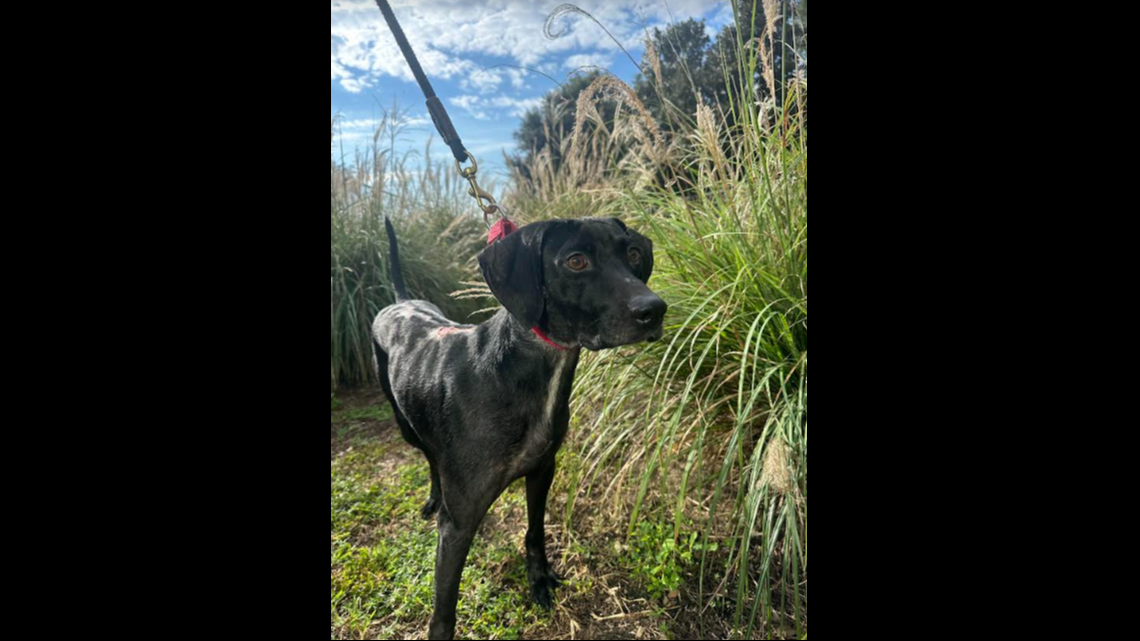 Trooper is up for adoption after he was rescued from a South Carolina swamp.