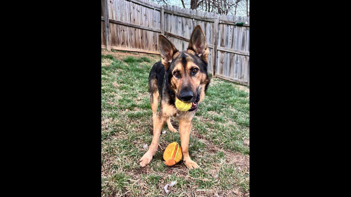 A South Carolina dog will get new owners after a family fell for him.