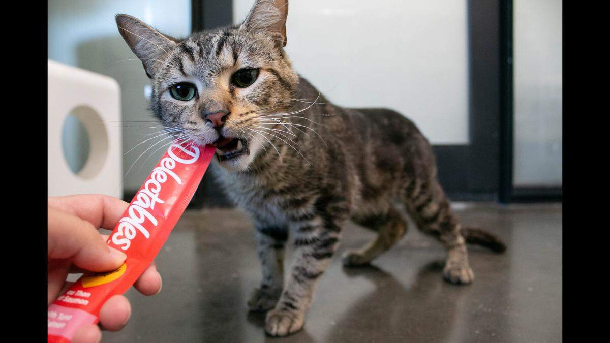 Jett is settling into a foster home after he struggled at a South Carolina animal shelter.