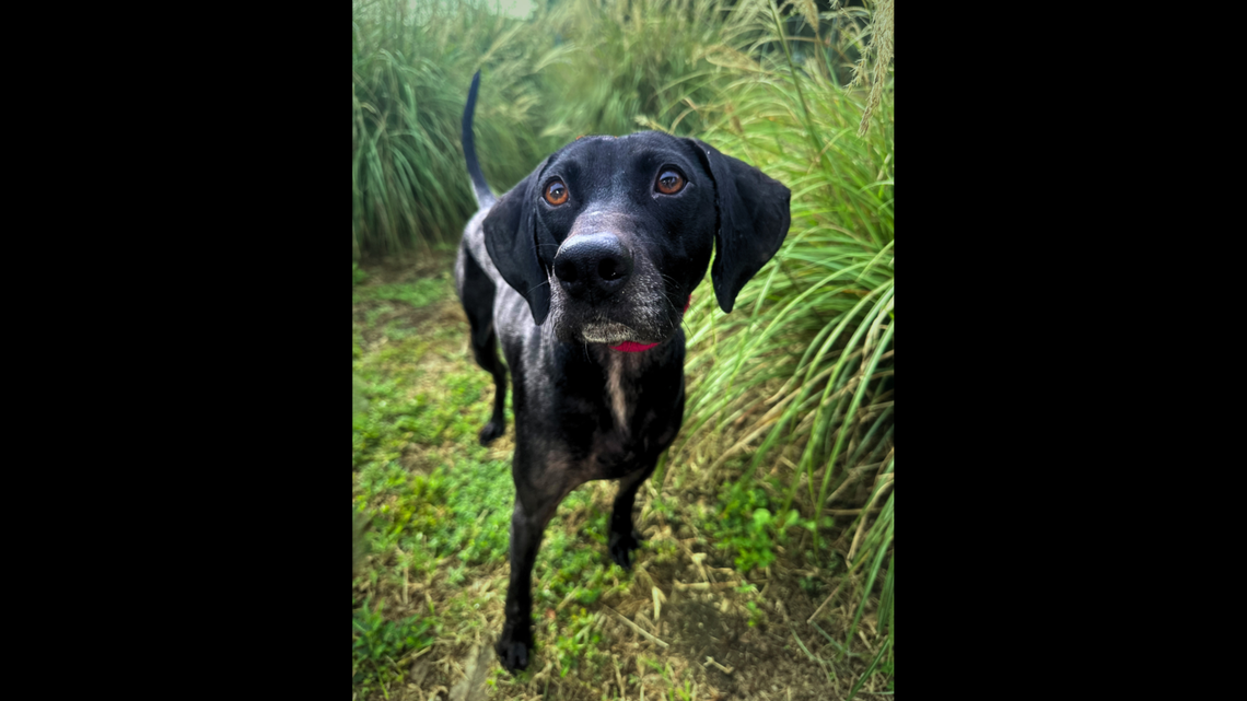 Trooper is a “sweet” dog despite “all he’s been through,” a South Carolina shelter said.