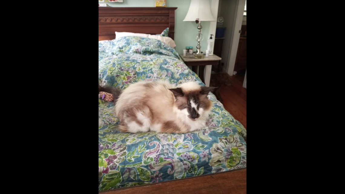 Sam, now a senior cat, was reunited with his owner after 11 years.