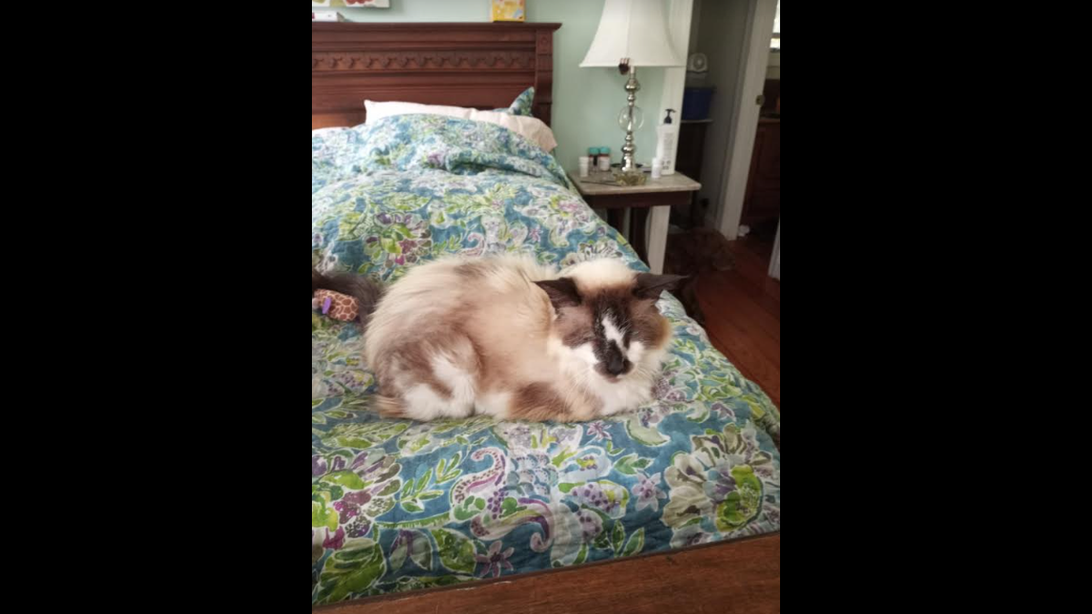 Sam, now a senior cat, was reunited with his owner after 11 years.