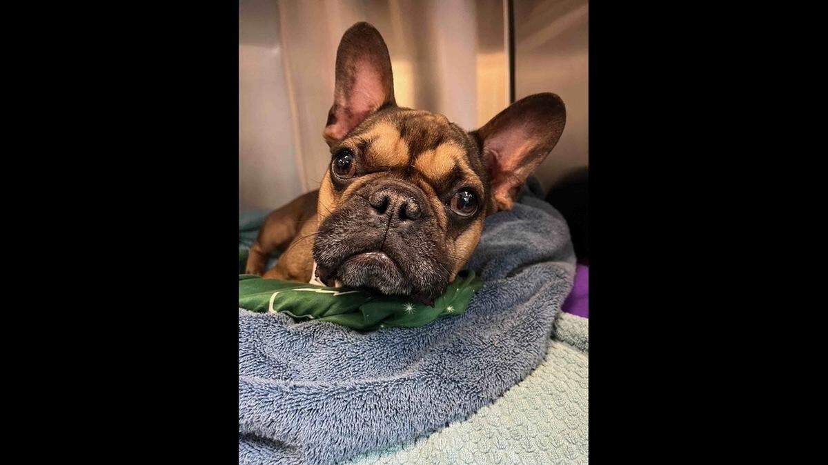 A dog who couldn’t use his legs is now “thriving” and needs a home, rescuers said.