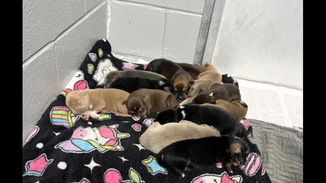 A mama dog helped her puppies break free at a South Carolina shelter.