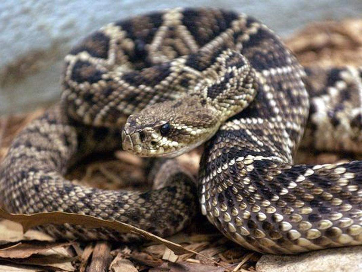 An Eastern Diamondback Rattlesnake in his display at the Greenville Zoo in 2002.