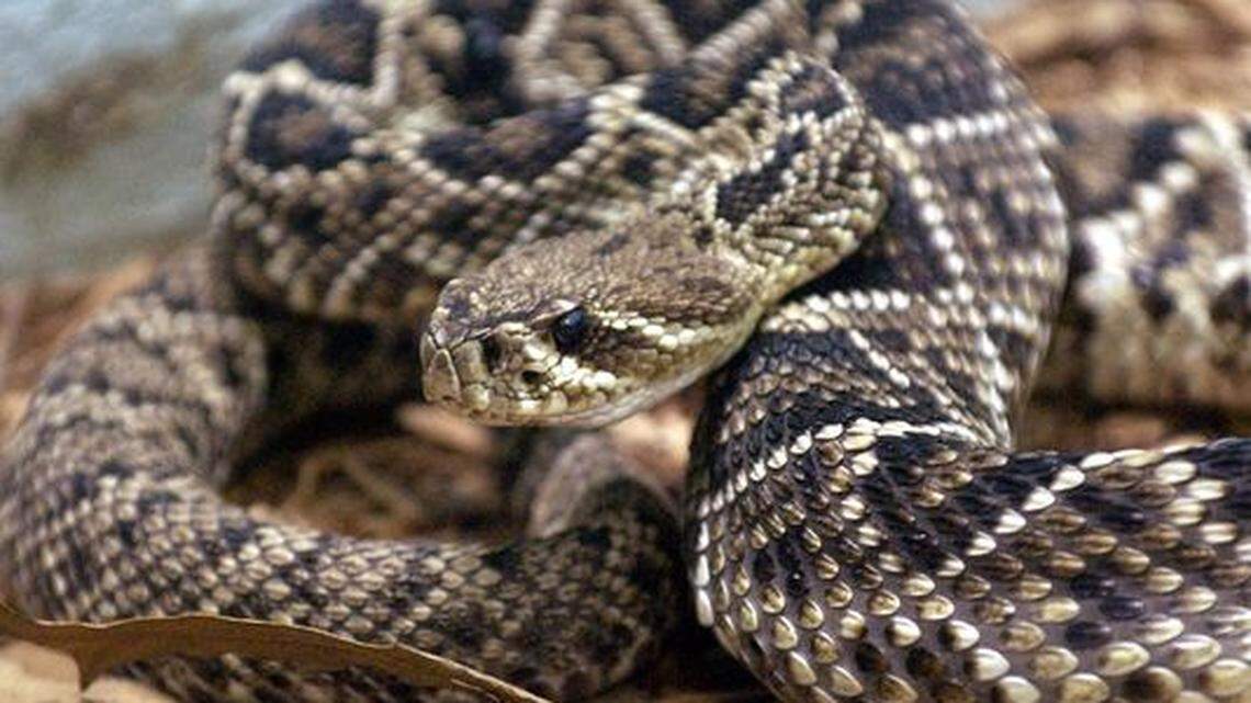 An Eastern Diamondback Rattlesnake in his display at the Greenville Zoo in 2002.