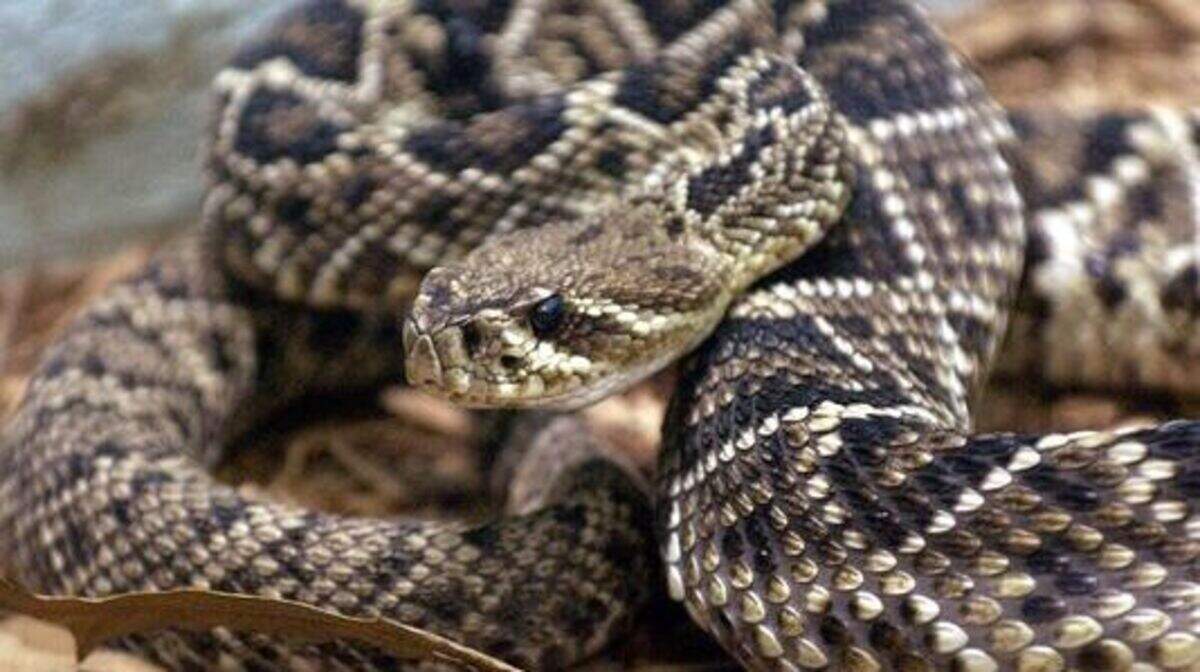 An Eastern Diamondback Rattlesnake in his display at the Greenville Zoo in 2002.