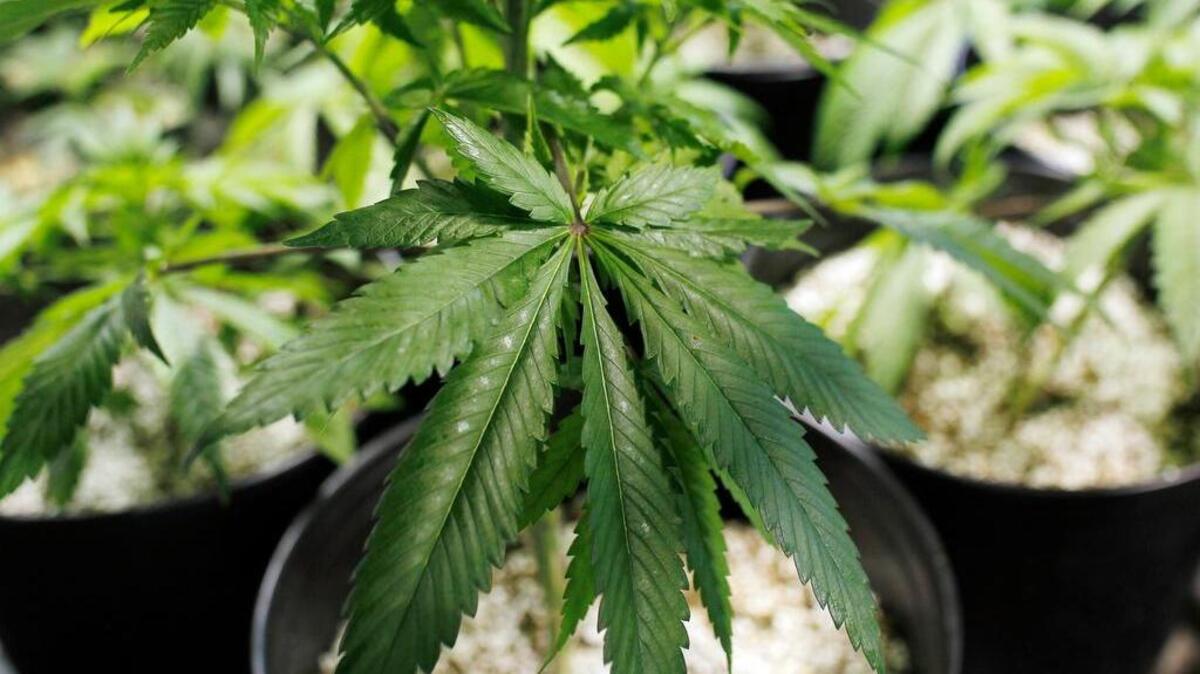 Medical marijuana in a laboratory