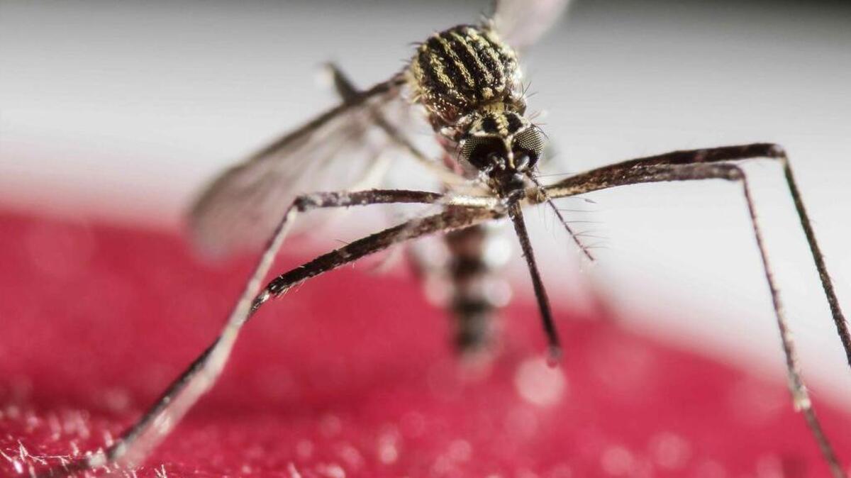 York County officials are reporting the second confirmed travel-related case of Zika virus in York County.