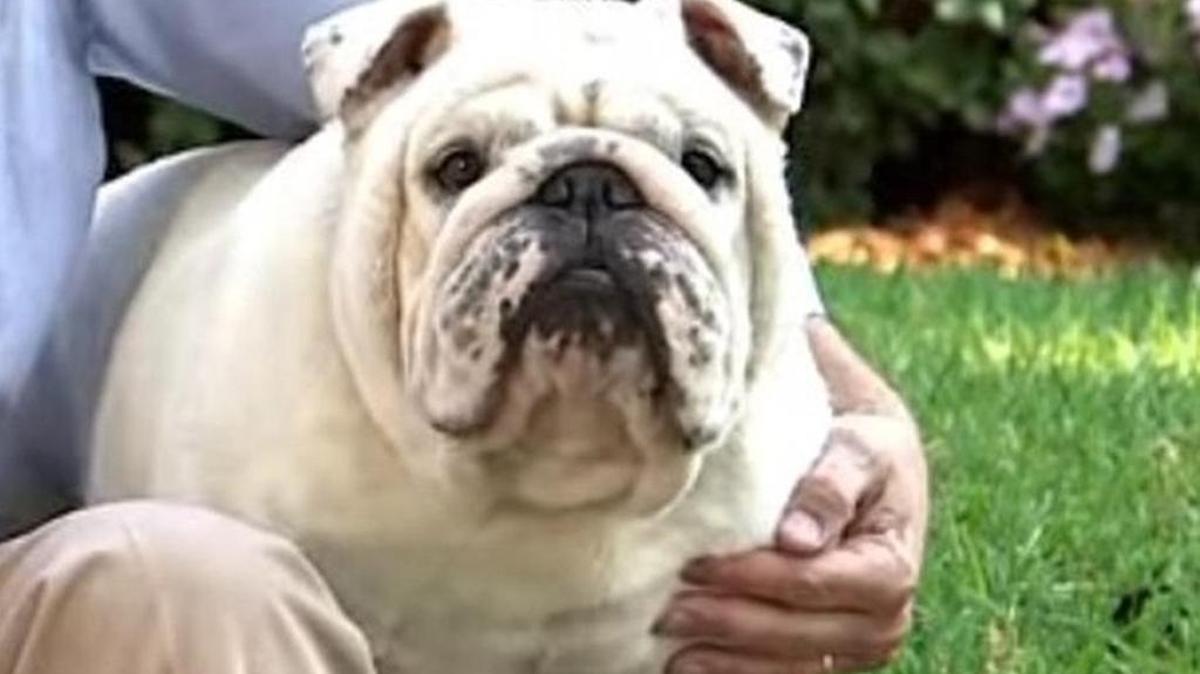 Boots McMaster appeared in Henry McMaster’s 2014 lieutenant governor campaign video.