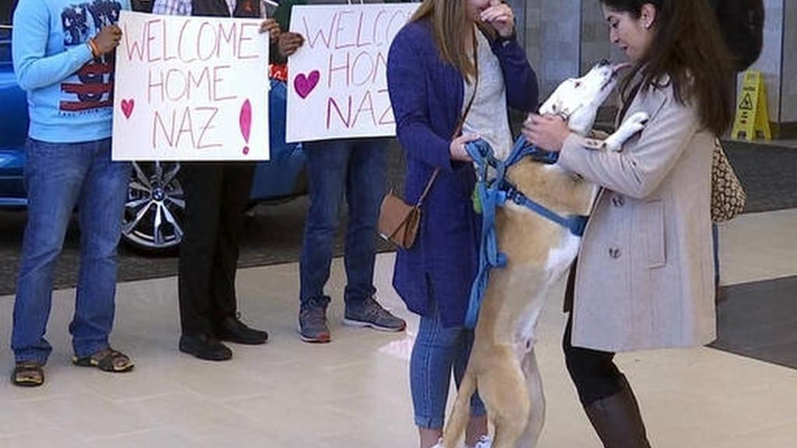 Nazanin Zinouri, 29, is greeted at the Greenville-Spartanburg International Airport in Greer, S.C., with kisses from her dog Dexter and well-wishers holding signs reading "Welcome Home" on Monday, Feb. 6, 2017. Zinouri, an Iranian engineer and Clemson University graduate, had been unable to return to the United States because of the executive order President Donald Trump signed that limited travel to the U.S. from seven Muslim-majority countries.