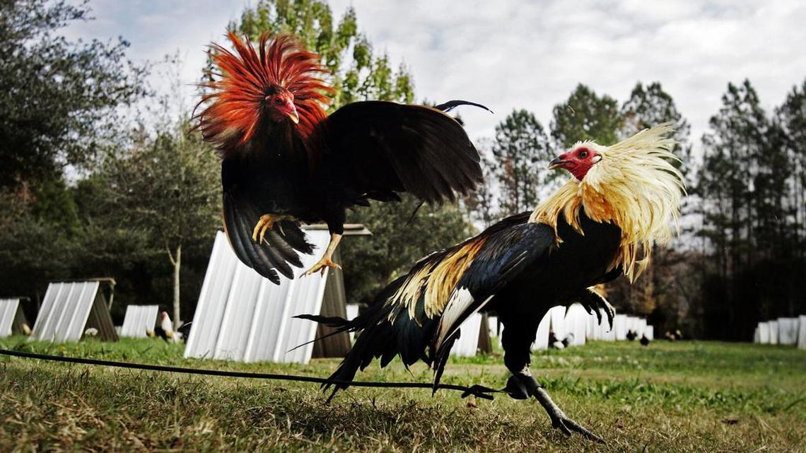 Two gamecocks, a Hatch Grey and a half Sweater half Radio, fight at a Lexington breeding farm in 2009.