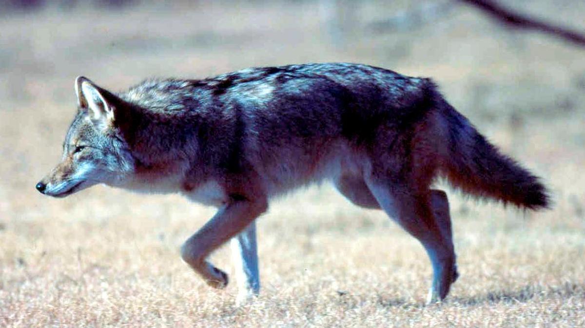 Coyote populations are increasing in South Carolina.