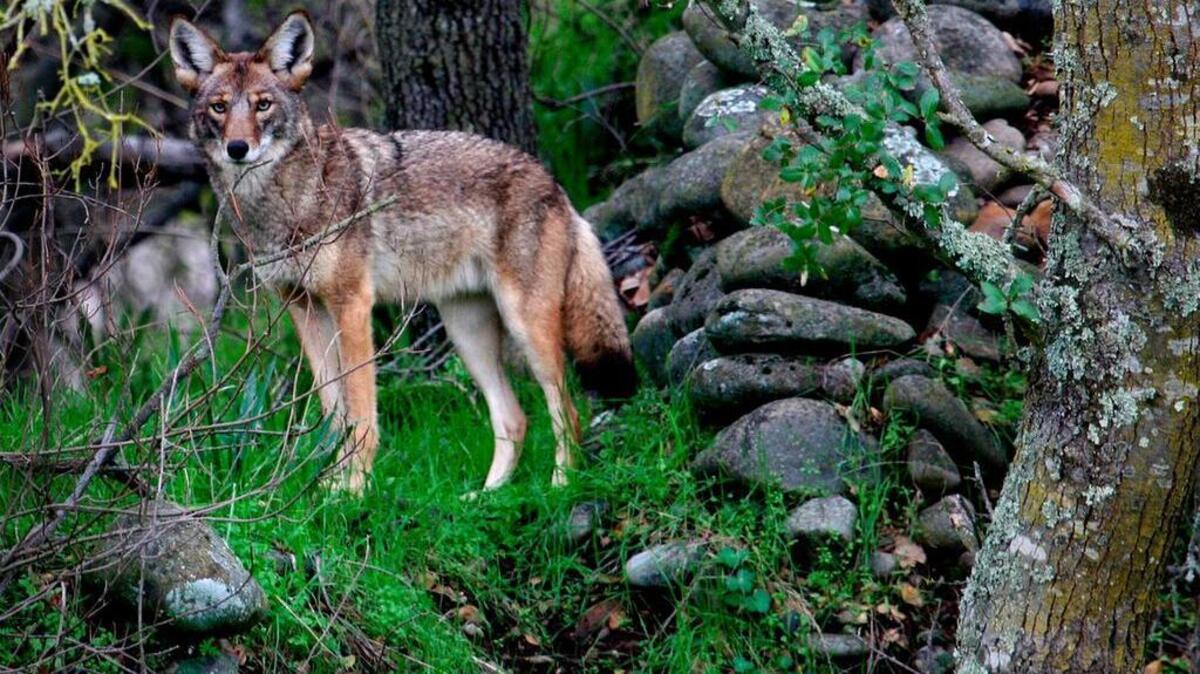 Proposal would create bounty program for killing coyotes