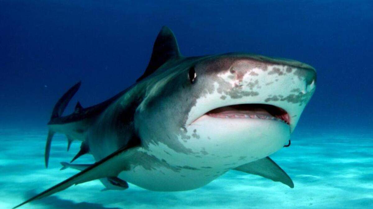 
The proposal by S.C. Rep. Chip Limehouse would require those who catch tiger sharks to release them. 
