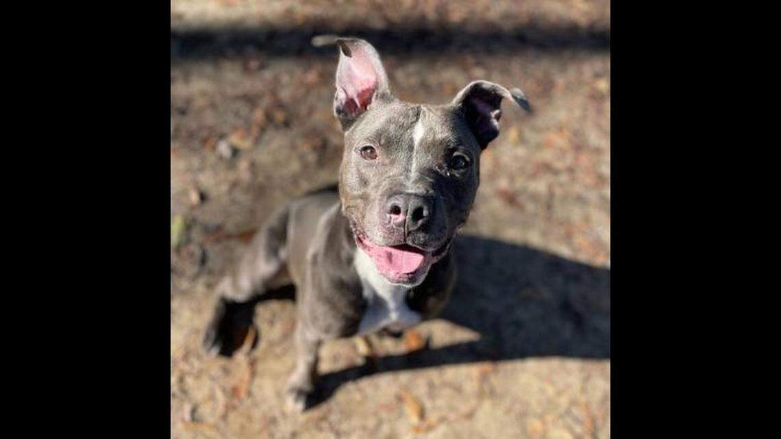 The 3-year-old pup has “lots of living and loving to do,” a shelter said.