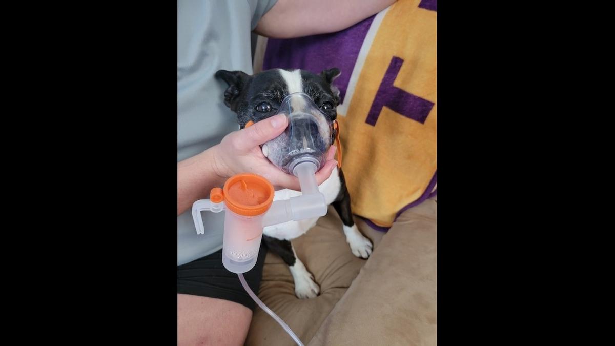 Chutney, a dog with medical issues, was adopted.