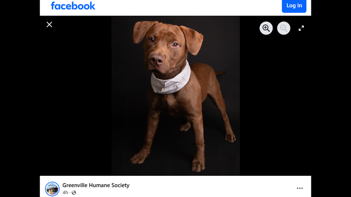 A “sweet” dog was left behind and needs a home, a South Carolina shelter said.