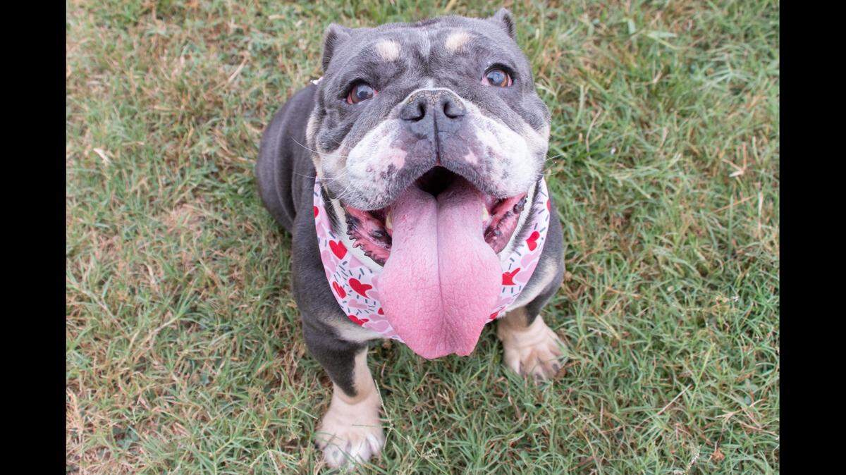 A treat-loving South Carolina dog was rescued before her luck took another turn for the better.