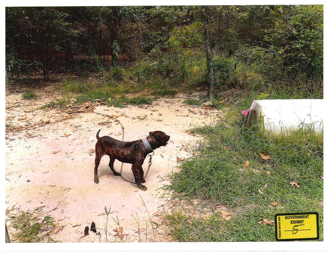 One of 14 dogs recovered at Samuel Gray’s dog fighting operation when he was arrested in Lexington County in 2023.