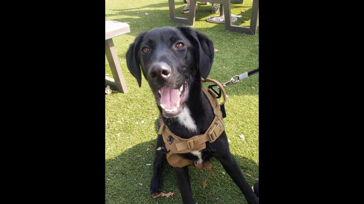 An energetic dog who was saved from being put down needs a new owner, a South Carolina shelter said.