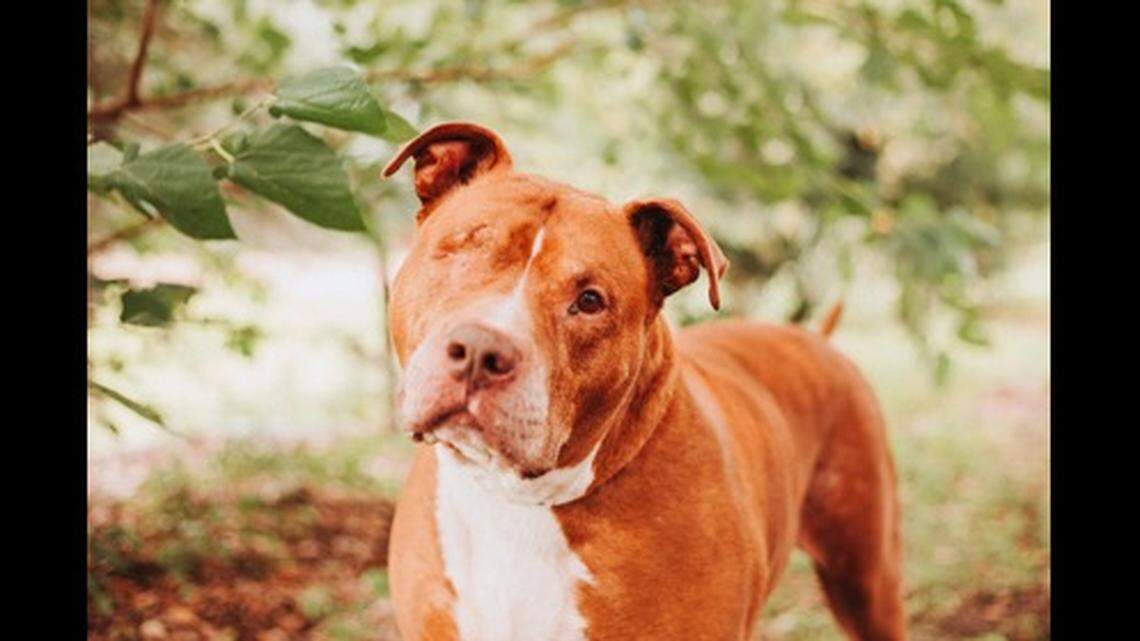 Kahn the “gentle giant” is up for adoption in South Carolina.