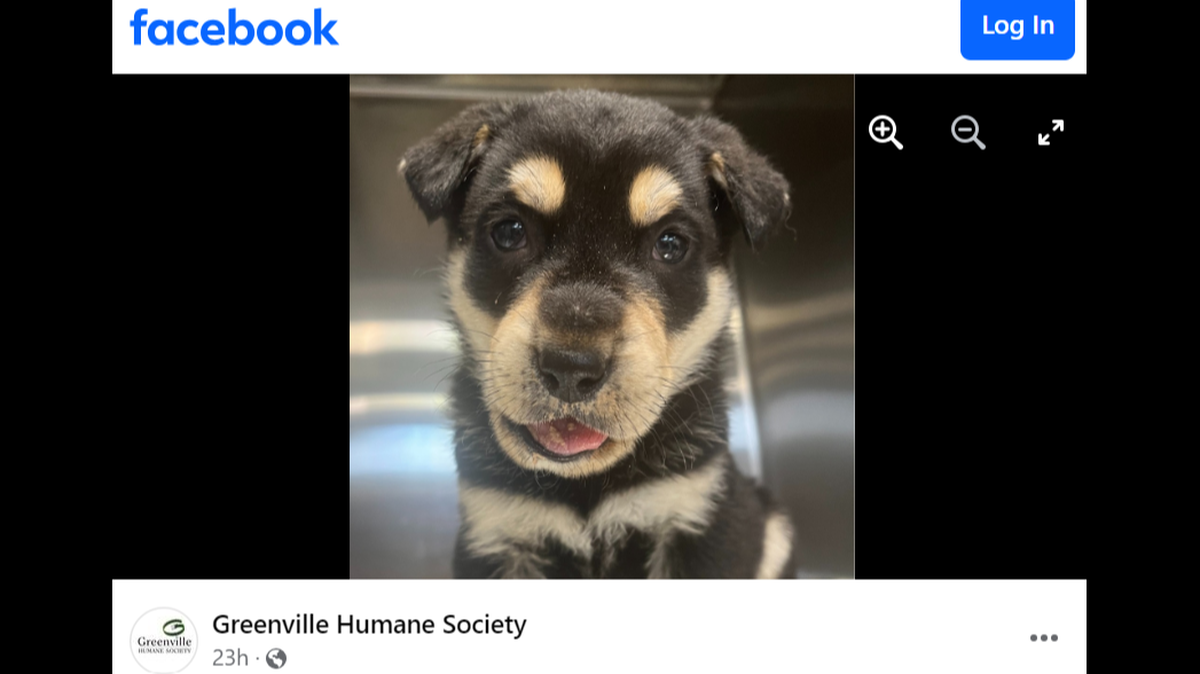 Finnegan the 1-month-old pup is starting a new chapter in South Carolina, a shelter said.