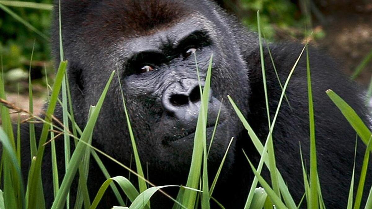 One of the zoo’s gorillas