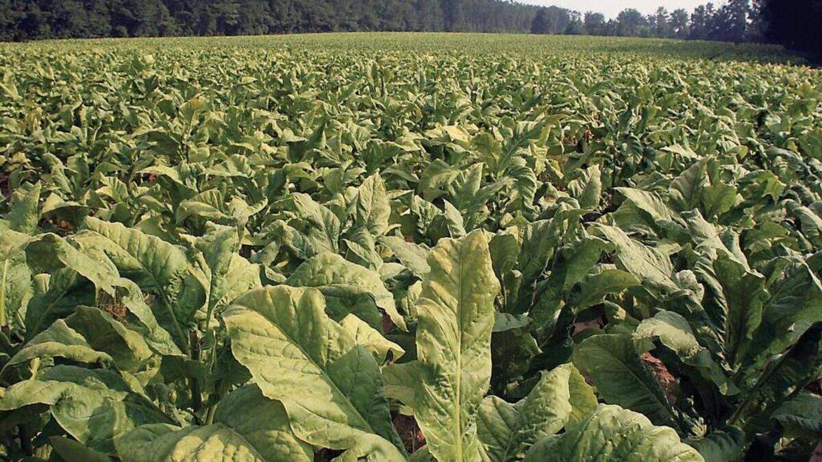 Tobacco crop