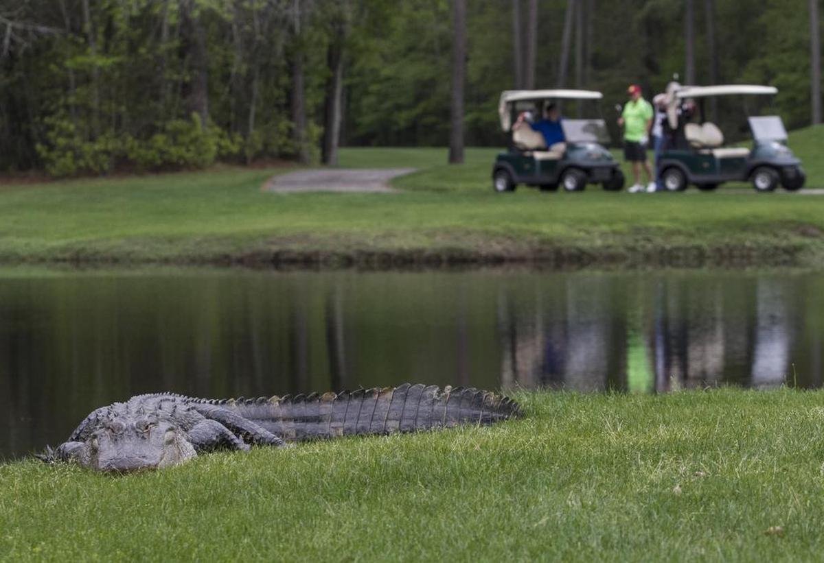 One of many alligators bask in the sun at the Witch Golf Club in April 2016.