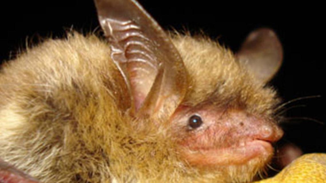 A close-up of a northern, long-eared bat.