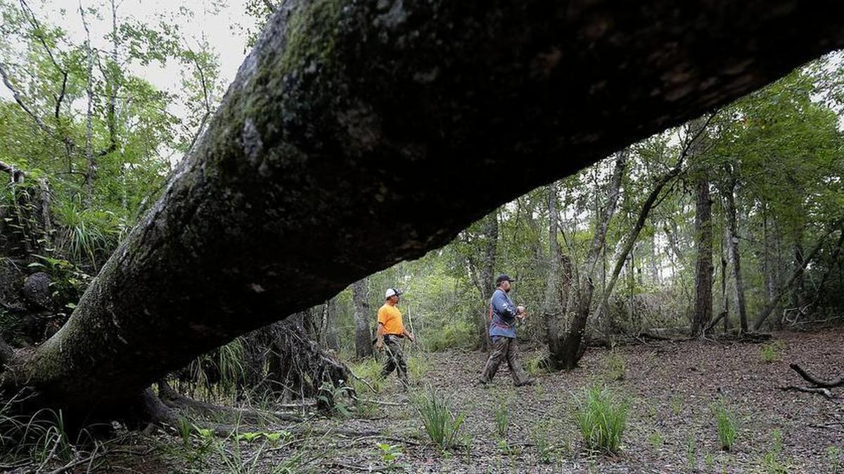 
Phil Mace, left, and Kenny Lee walk acres in northern Horry County with their dogs looking for hogs last week. The pair will be featured in The Hunt Channel’s “Southern Hog Slayers: The Rootin’ Life” on Oct. 3. Mace said if you factor the 10-year life span of one sow, her offspring and their offspring there can be 1,000,000 hogs by the time she dies. 
