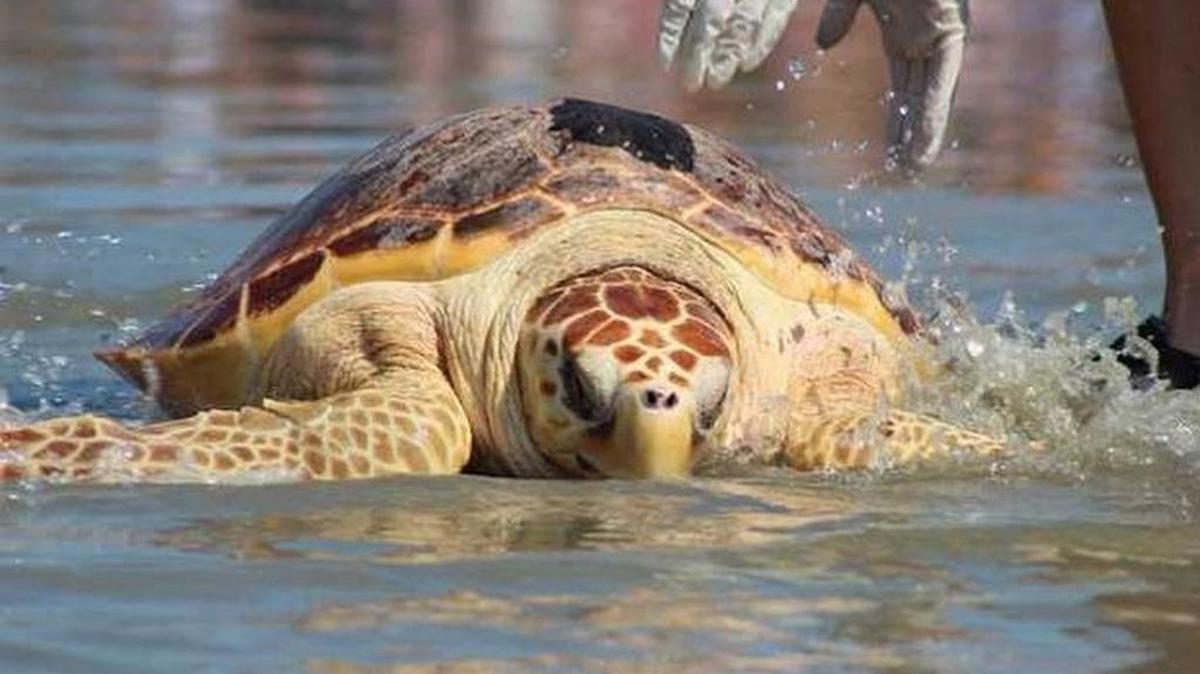 Little River, a loggerhead rehabilitated last year at the South Carolina Aquarium's Sea Turtle Hospital, is released back into the ocean at the Isle of Palms County Park.