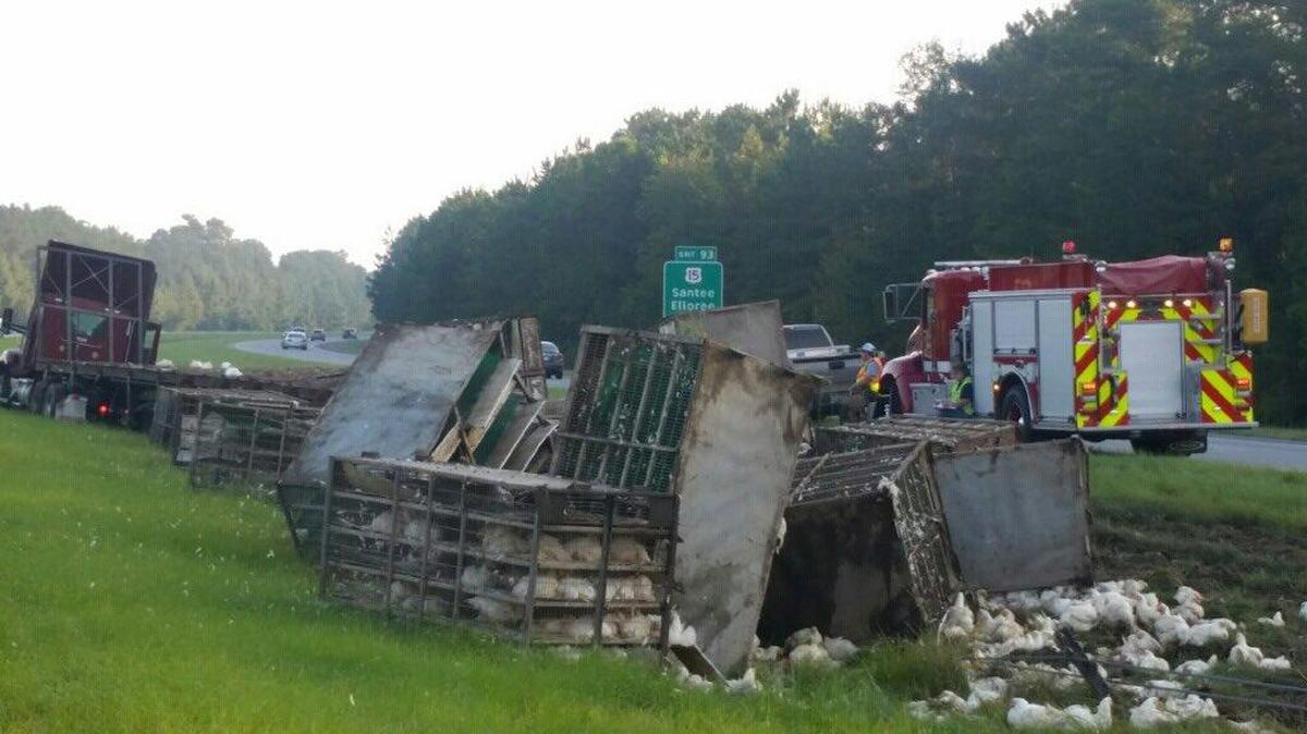 Dozens of chickens were injured or killed during a single-vehicle crash on Interstate 95 on Sept. 15. No humans were injured in the crash.