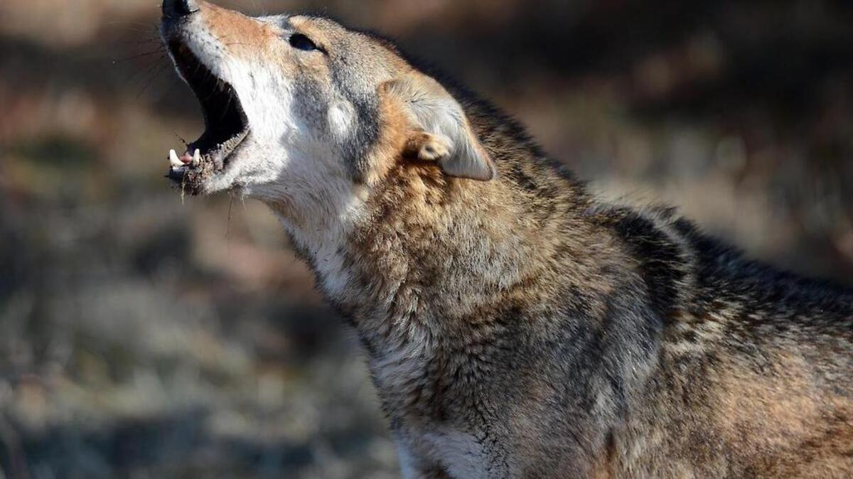 Coyotes are not native to North Carolina, and were first formally documented in Mecklenburg County in December 1995.